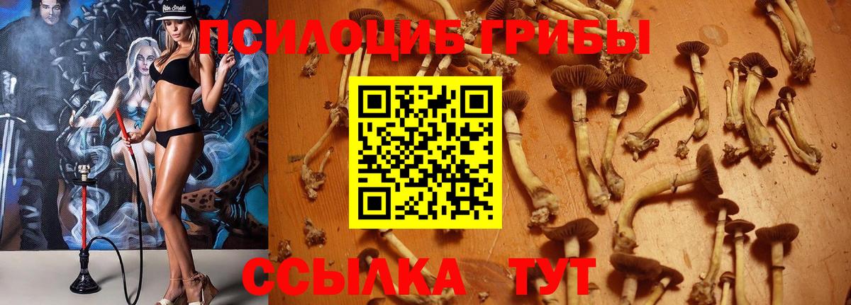 Дзержинский  Галлюциногенные грибы GOLDEN TEACHER  Вход с VPN 