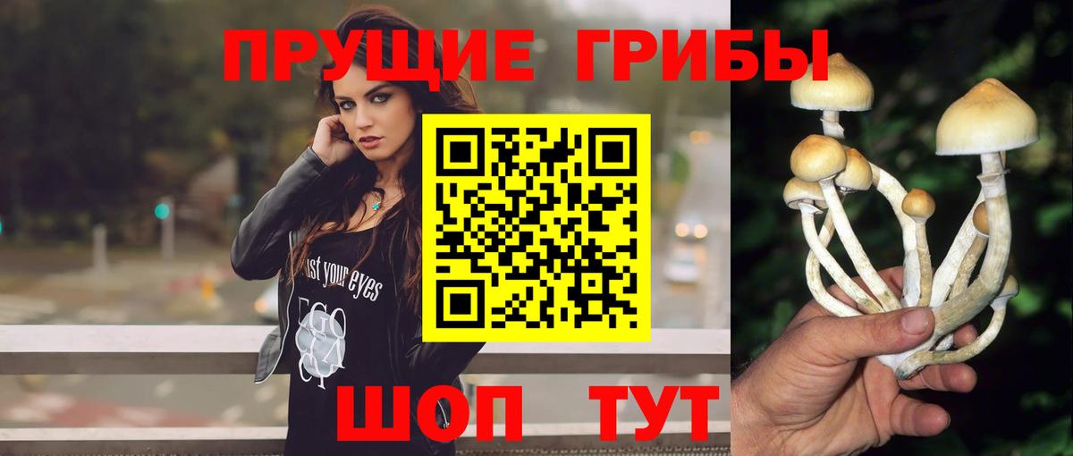 Галлюциногенные грибы Psilocybe Дзержинский